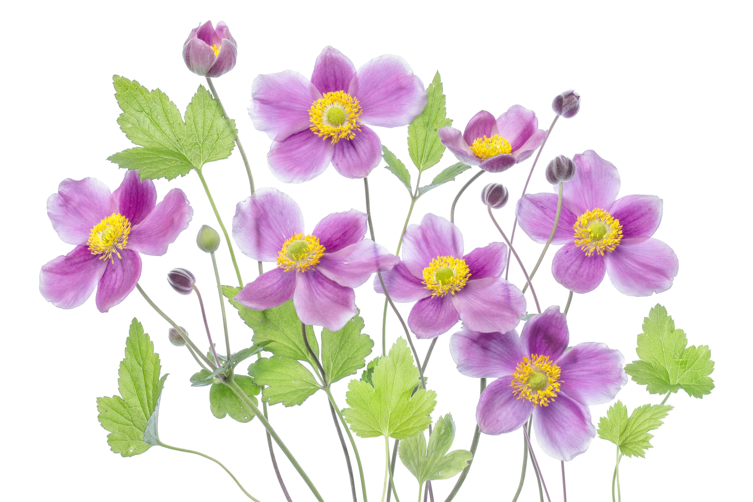 Papermoon Fototapete "Photo-Art MANDY DISHER, ANEMONE HADSPEN FÜLLE"