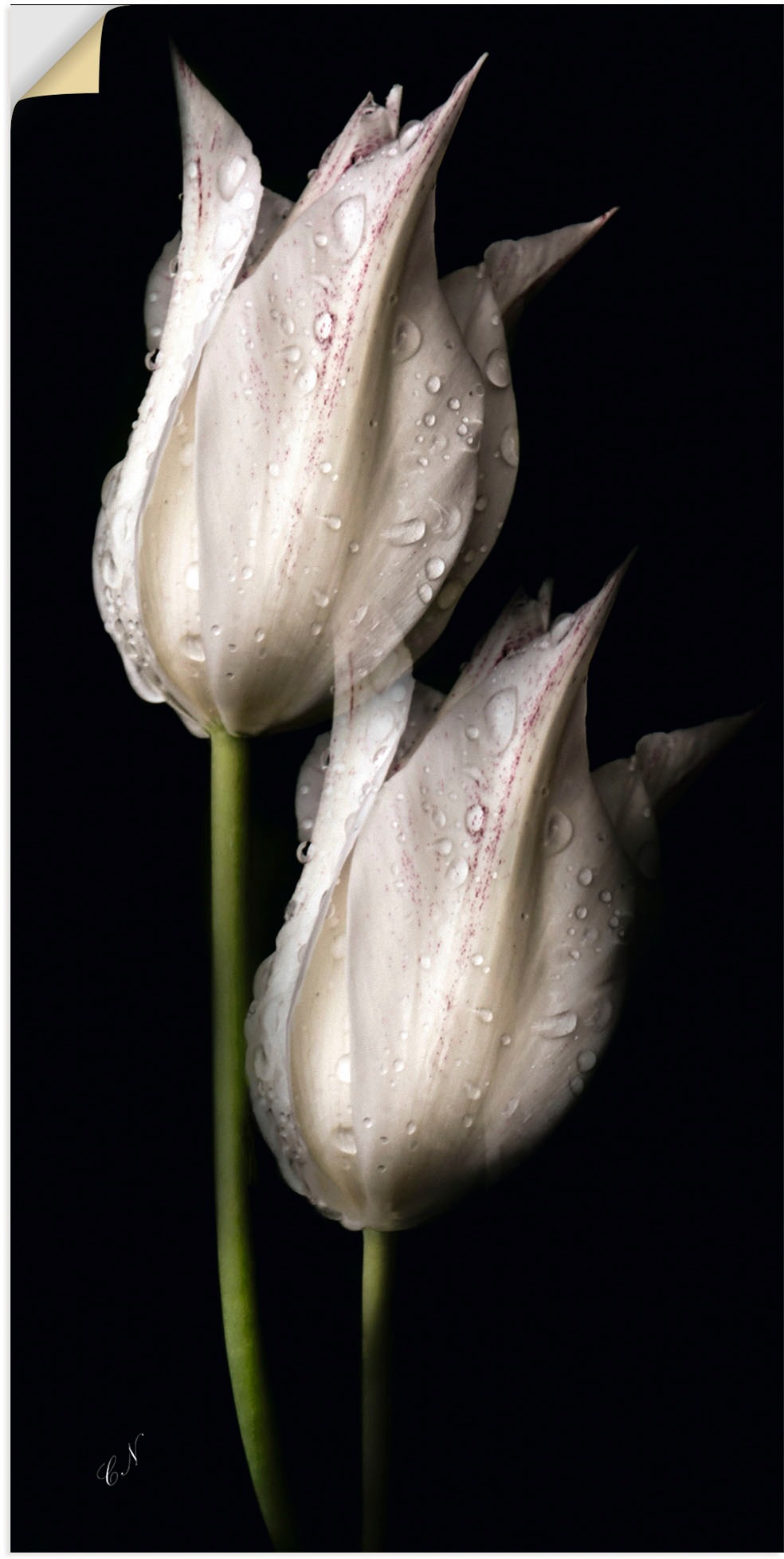 Artland Wandbild »Weisse Tulpen in oder als Nacht«, in online St.), Leinwandbild, Alubild, Blumenbilder, bestellen Wandaufkleber versch. der Poster Jelmoli-Versand Grössen (1 