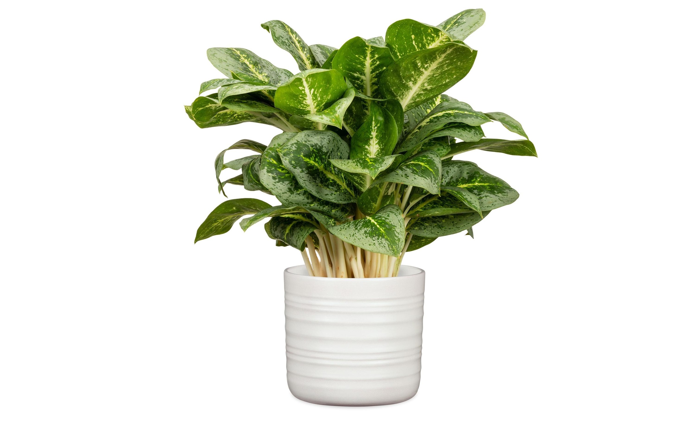 Scheurich Blumentopf »Blumentopf Weiss«