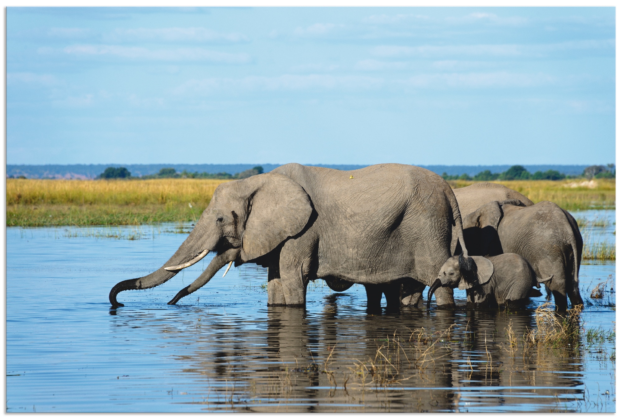 Artland Wandbild »Afrikanische Elefanten im Fluss«, | St.), Wandaufkleber als Grössen Wildtiere, Jelmoli-Versand online versch. Chobe Alubild, Poster kaufen in Leinwandbild, oder (1