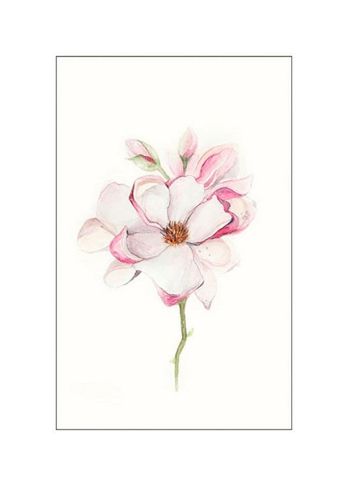 ❤ Komar Poster »Magnolia Blossom«, Blumen, (1 St.), Kinderzimmer,  Schlafzimmer, Wohnzimmer ordern im Jelmoli-Online Shop