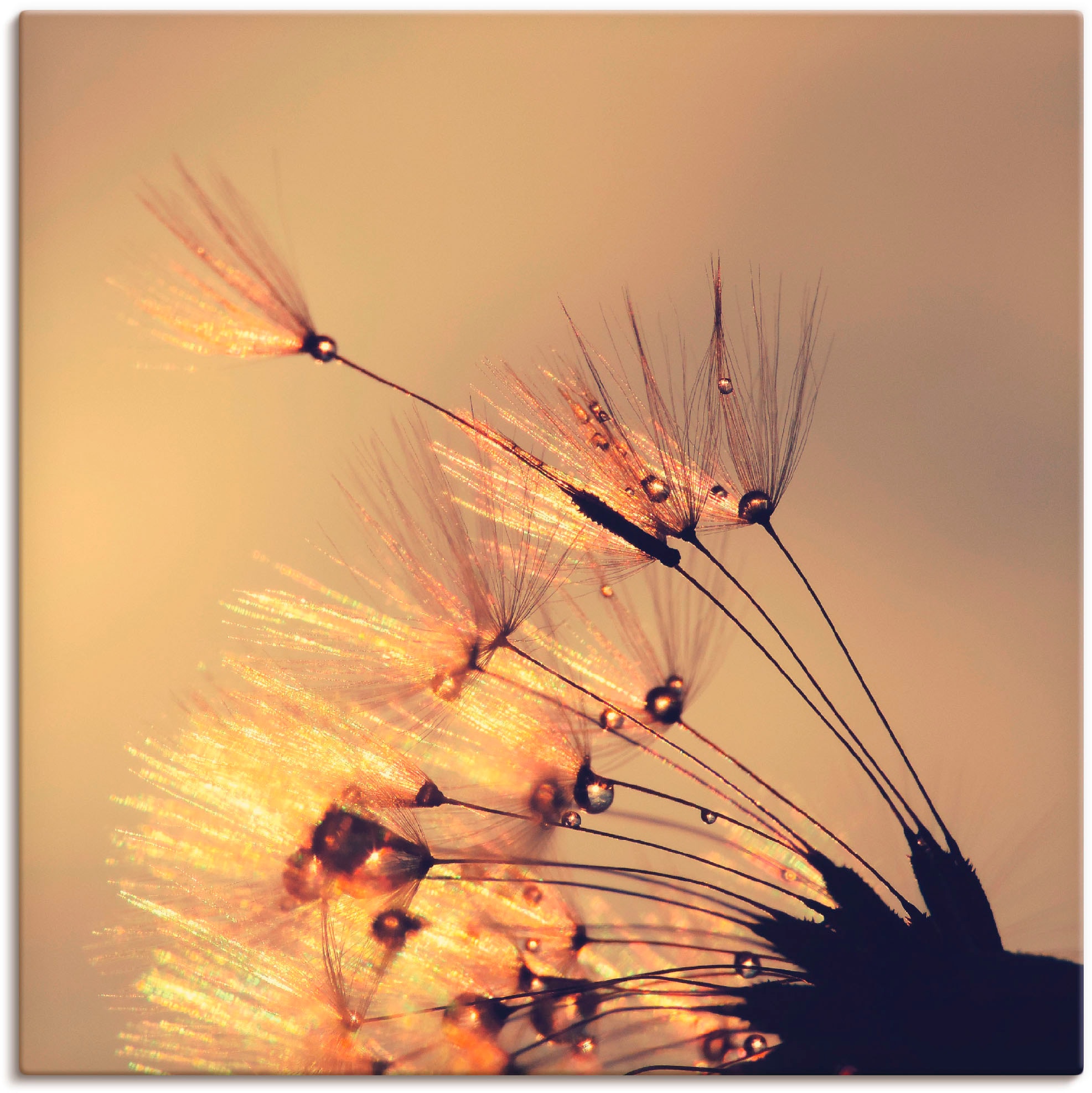 Artland Leinwandbild »Pusteblume Goldene Schirmchen«, Blumen, (1 St.), auf Keilrahmen gespannt