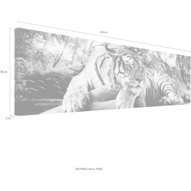 ❤ Reinders! Wandbild »Tigerblick Wandbild Tiger - Raubtier - Wandbild  Wohnzimmer - Wandbild« bestellen im Jelmoli-Online Shop