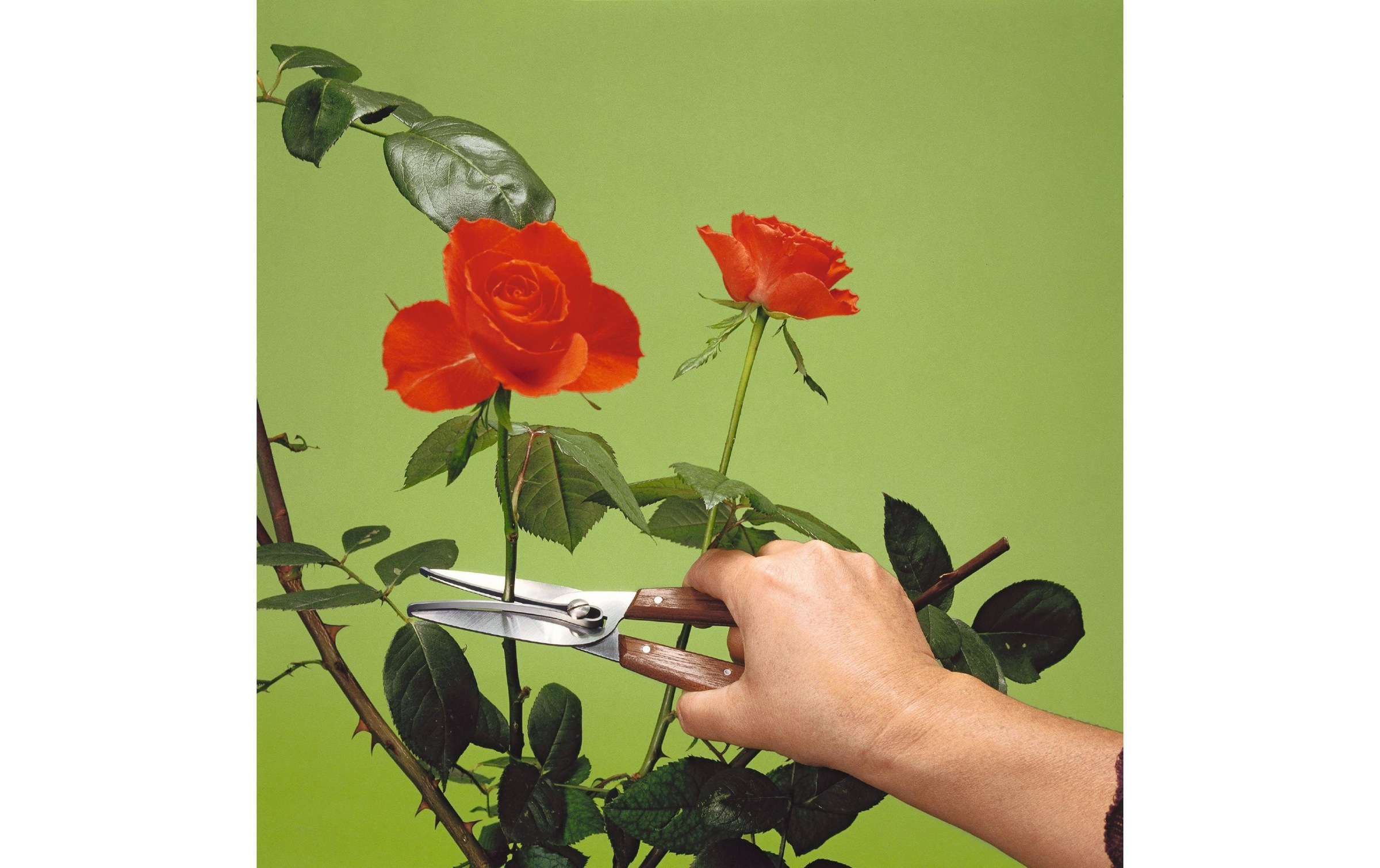 Victorinox Gartenschere »Rosen und Trauben Pflückschere«