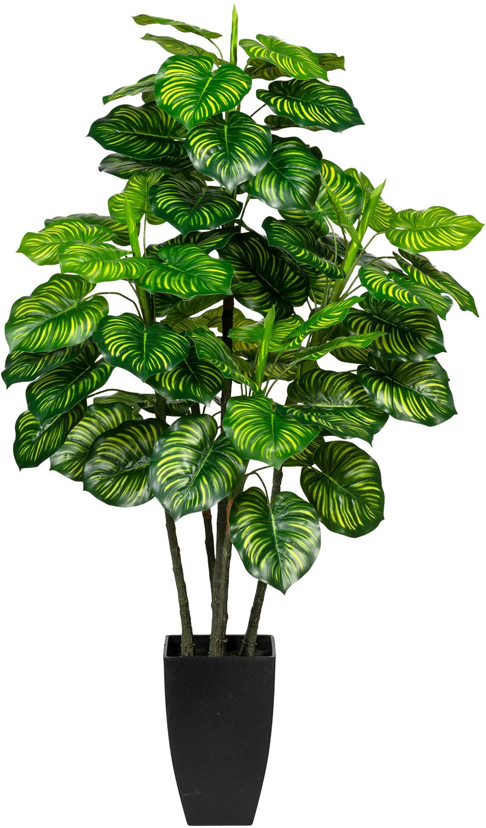 Creativ green Künstliche Zimmerpflanze »Maranta«
