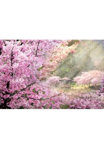 Papermoon Fototapete »Kirschblüten Bäume«, Vliestapete, hochwertiger Digitaldruck,... kaufen