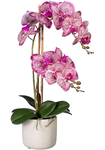 Creativ green Kunstorchidee »Phalaenopsis«, (1 St.), im Zementtopf kaufen