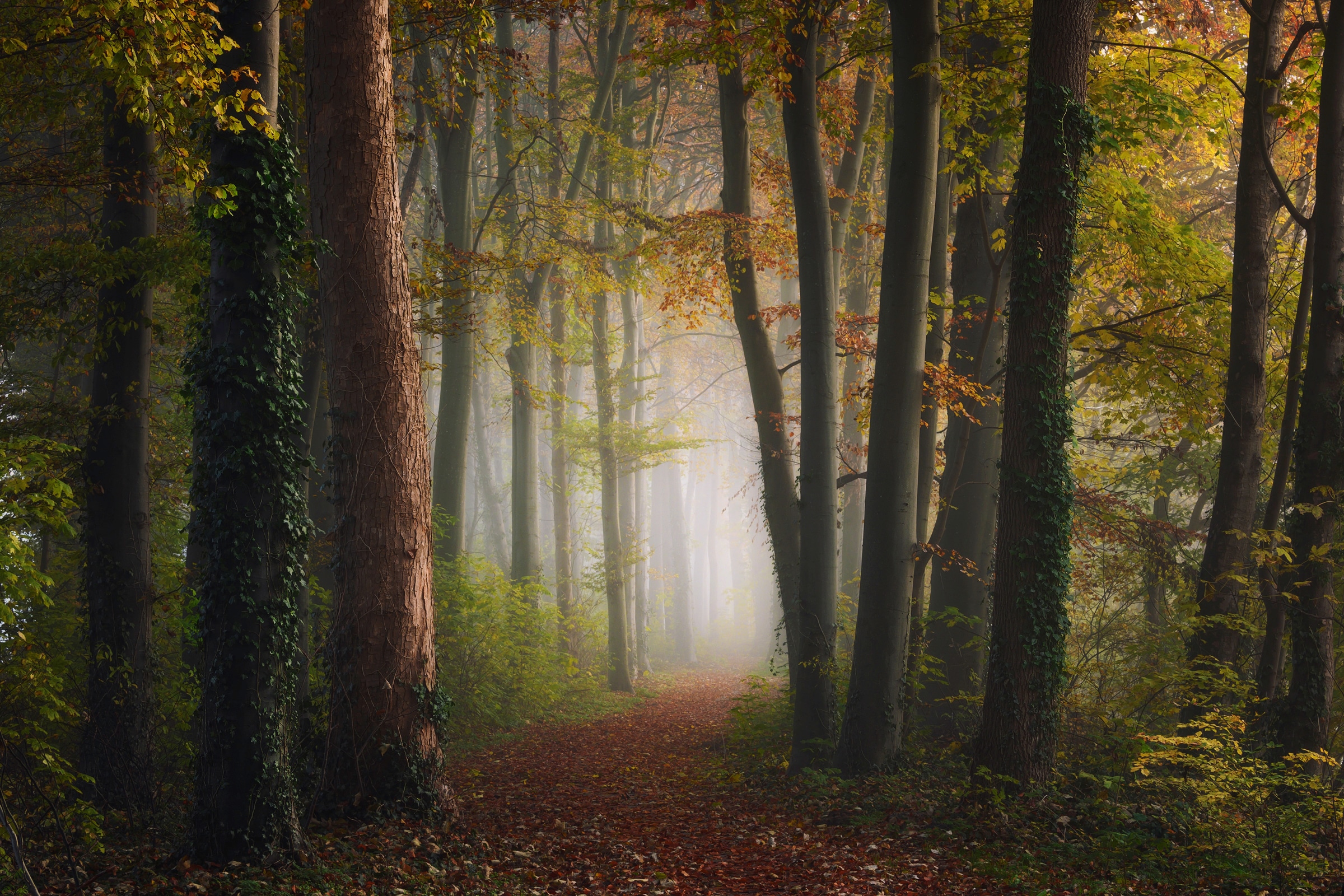 Papermoon Fototapete "Photo-Art YE, BUNTE WALD DES HERBSTES"