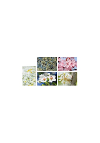 Grusskarte »Motivkarte Blumen«