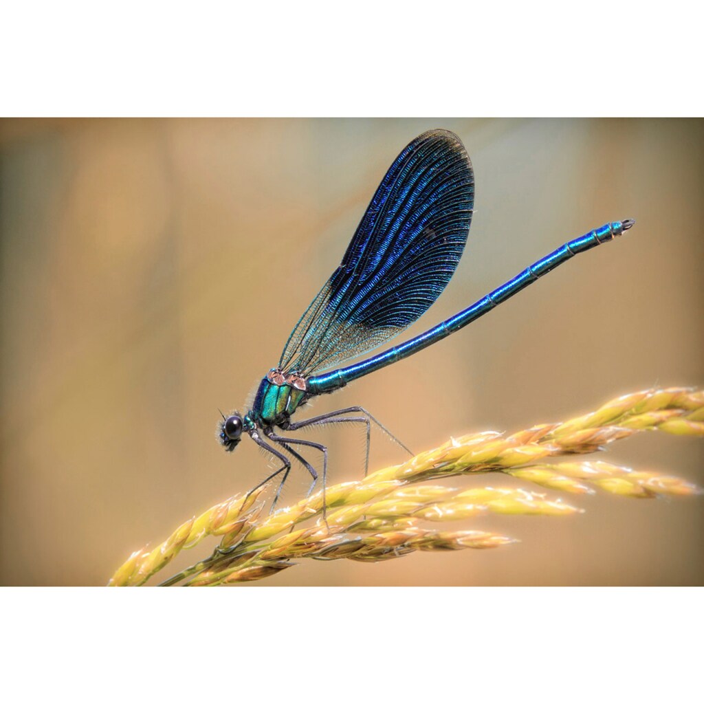 Papermoon Fototapete »Libelle«