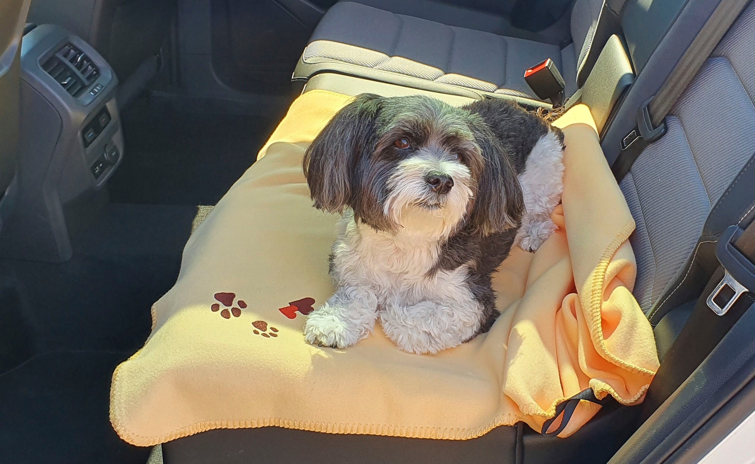 Kuscheldecke für Hund Kneer mit Stickerei, kaufen Fleecedecke Jelmoli-Versand »Pfoten«, online und Mensch | Wohndecke