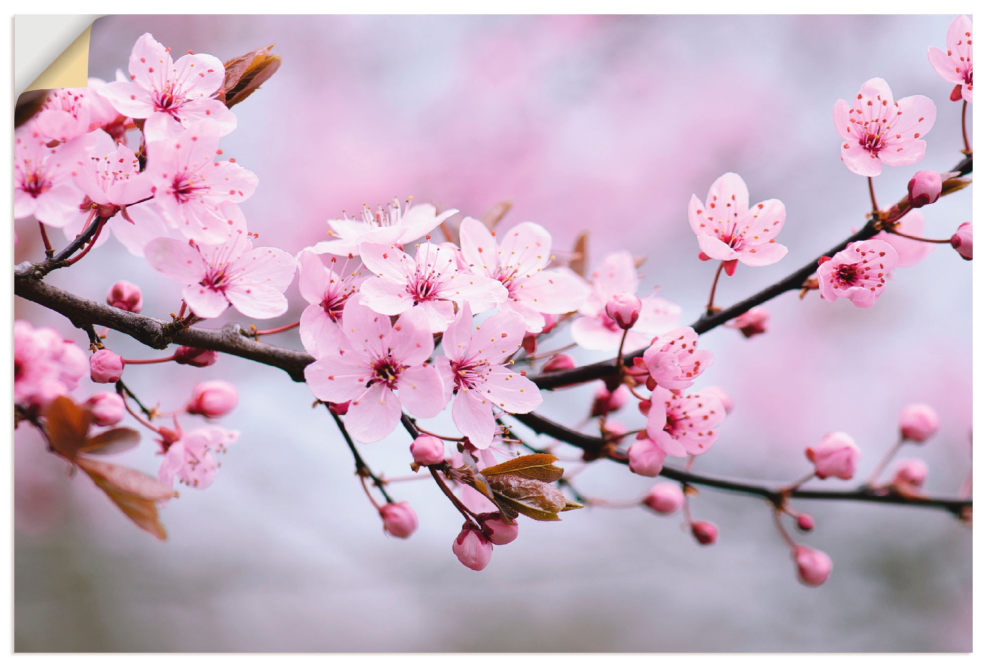 Artland Wandbild »Kirschblüten«, Jelmoli-Versand bestellen | Wandaufkleber Leinwandbild, in online Poster Blumen, Alubild, Grössen versch. als oder (1 St.)