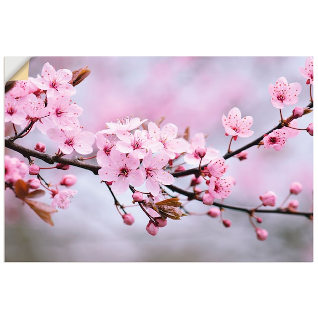 Artland Wandbild »Kirschblüten«, Blumen, (1 St.), als Alubild, Leinwandbild,  Wandaufkleber oder Poster in versch. Grössen online bestellen |  Jelmoli-Versand