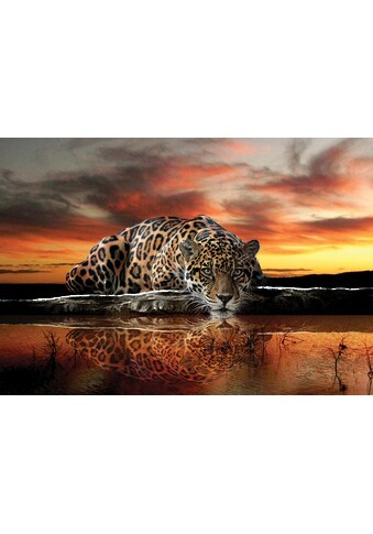 Consalnet Fototapete »Jaguar Sonnenuntergang«, Motiv kaufen