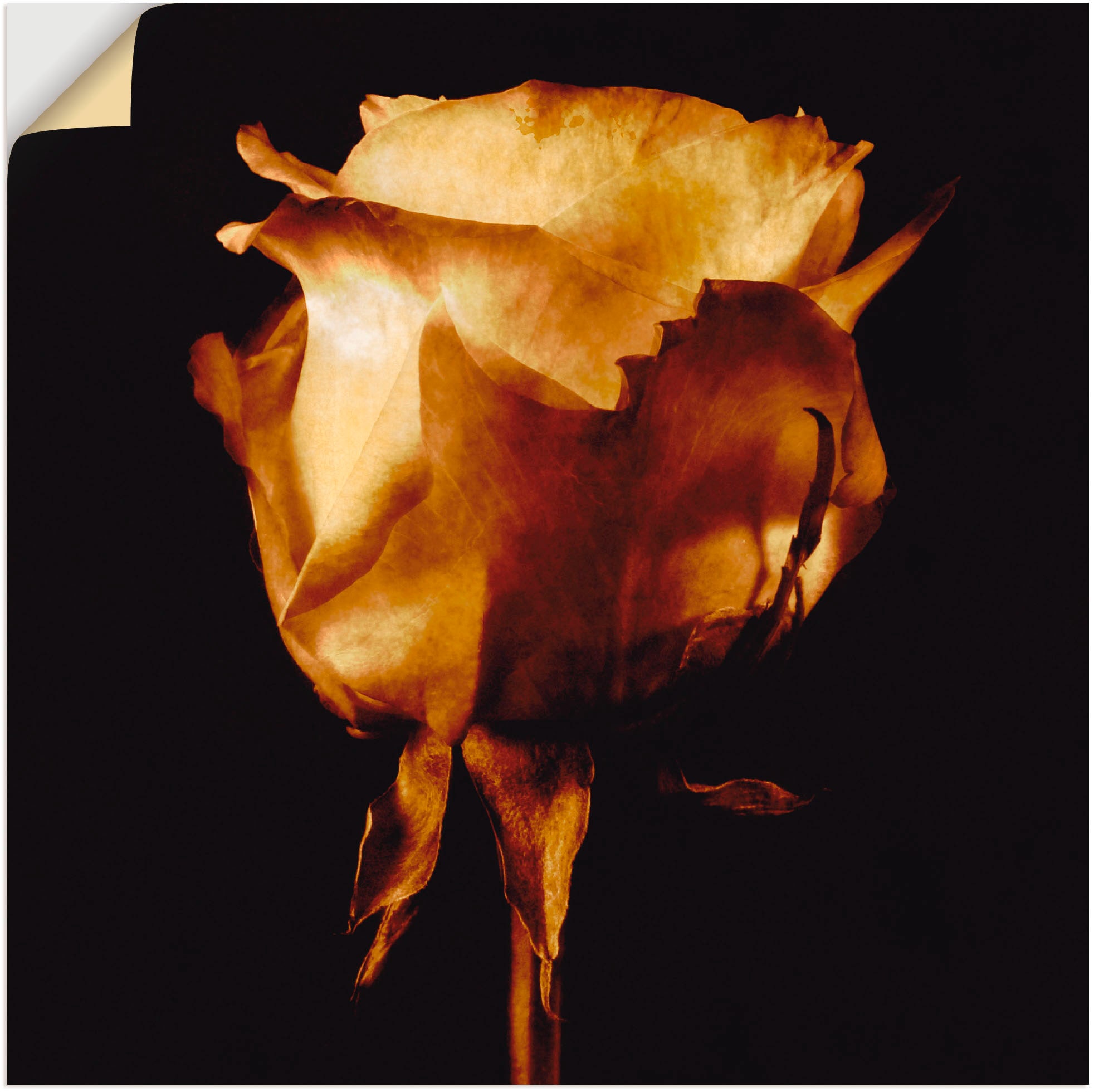 Artland Wandbild »Vergoldete Rose«, Blumen, (1 St.), als Leinwandbild, Poster in verschied. Grössen