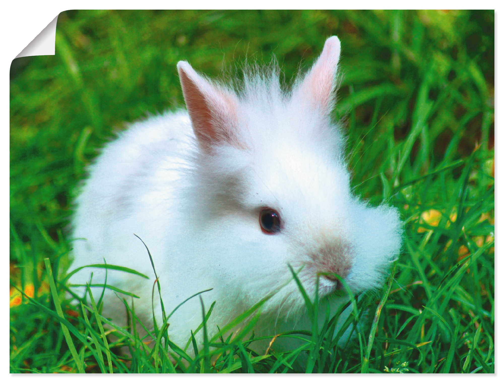 versch. online als | Artland »Weisses Alubild, in oder Leinwandbild, Wandbild St.), Wandaufkleber (1 Zwergkaninchen Jelmoli-Versand Wildtiere, bestellen Poster Baby«, Grössen