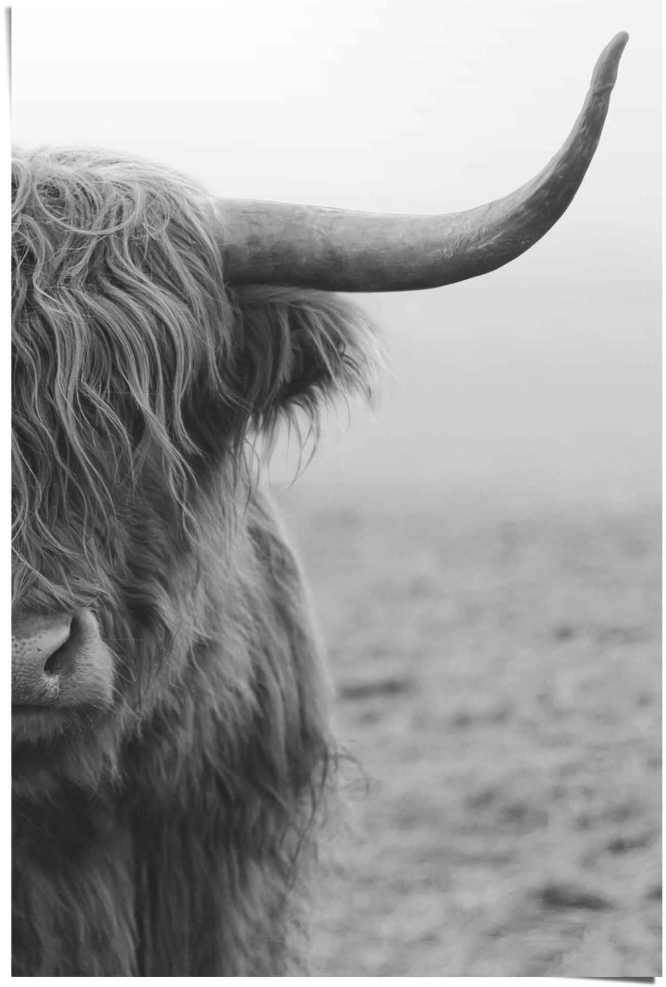 ❤ Reinders! Poster »Poster Highlander Kuh, St.) ordern im Shop Bulle«, Jelmoli-Online (1