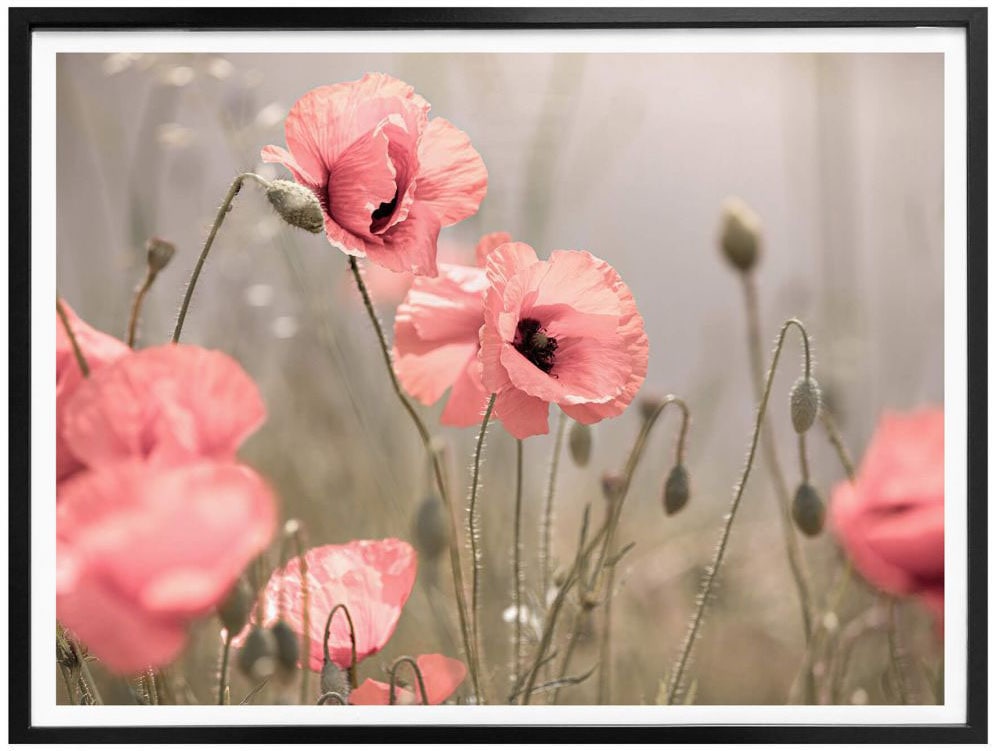 »Romantische Mohnblume«, (1 Poster | St.) Blumen, online kaufen Jelmoli-Versand Wall-Art