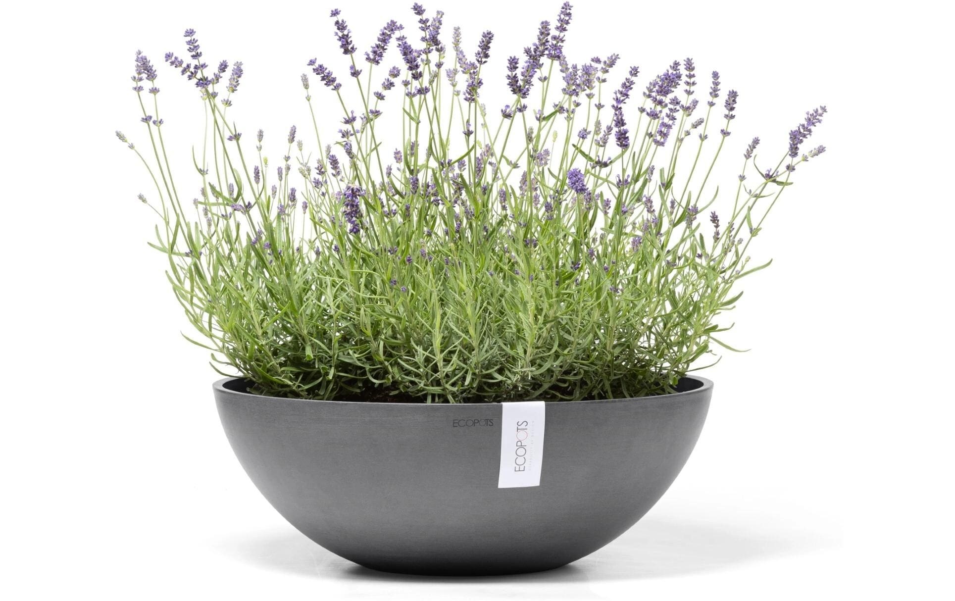 Blumentopf "Vienna"