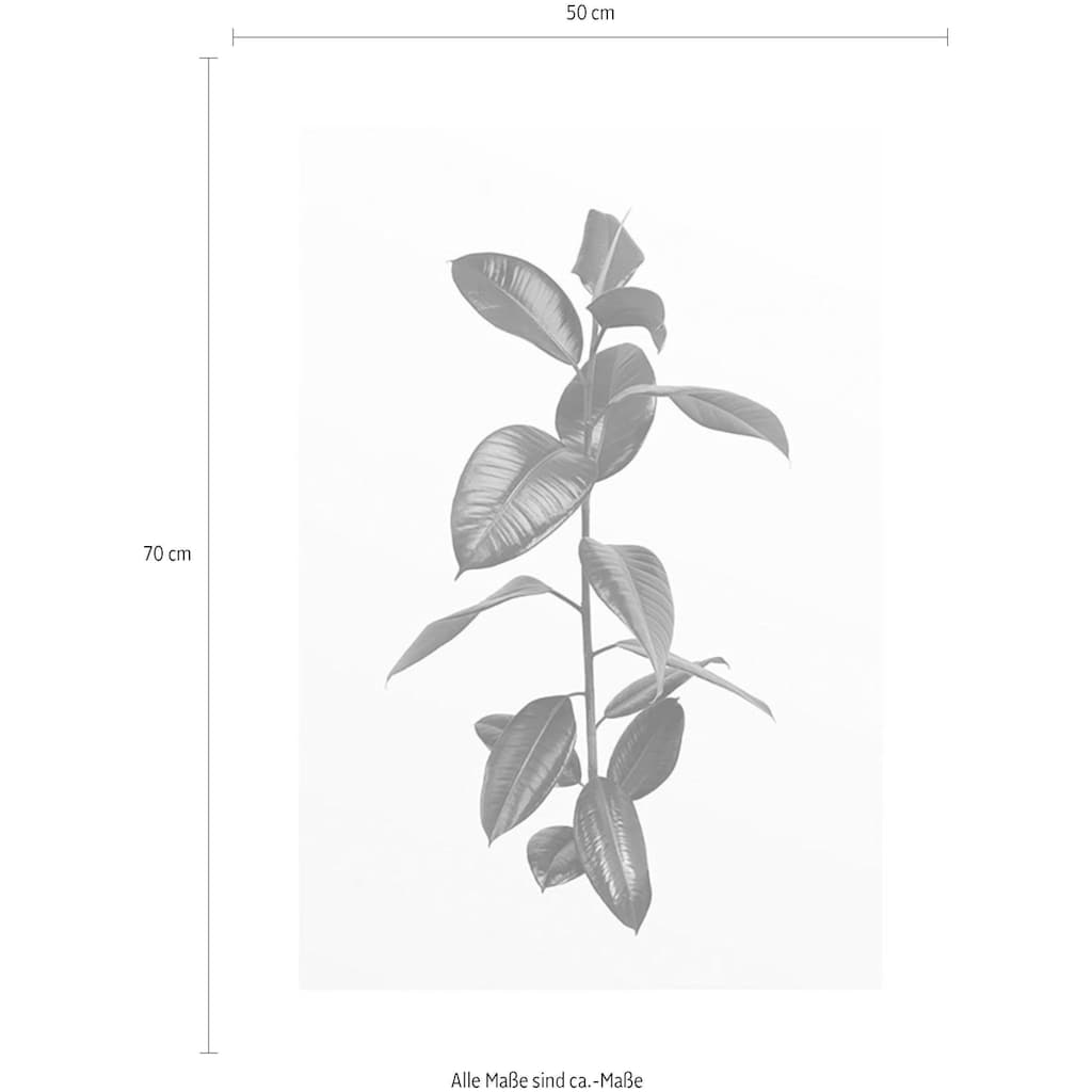 Komar Poster »Ficus Branch«, Pflanzen, (1 St.)