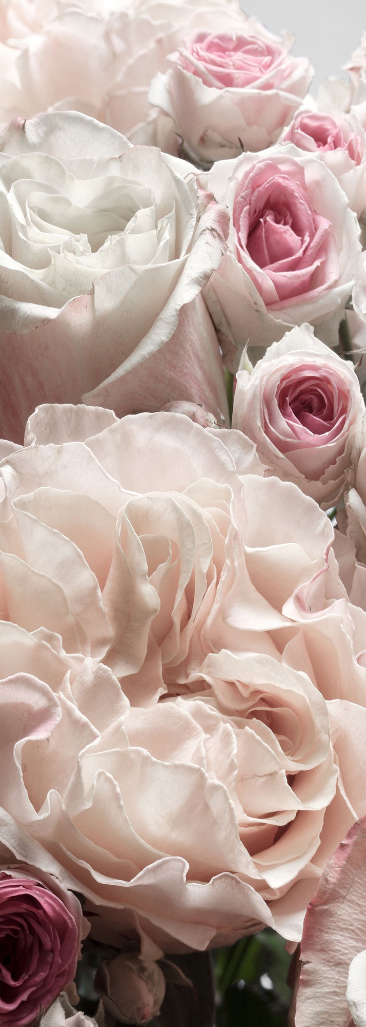 Komar Fototapete "Vlies Fototapete - Englische Rosen - Größe 100 x 280 cm" Motiv  bedruckt glatt