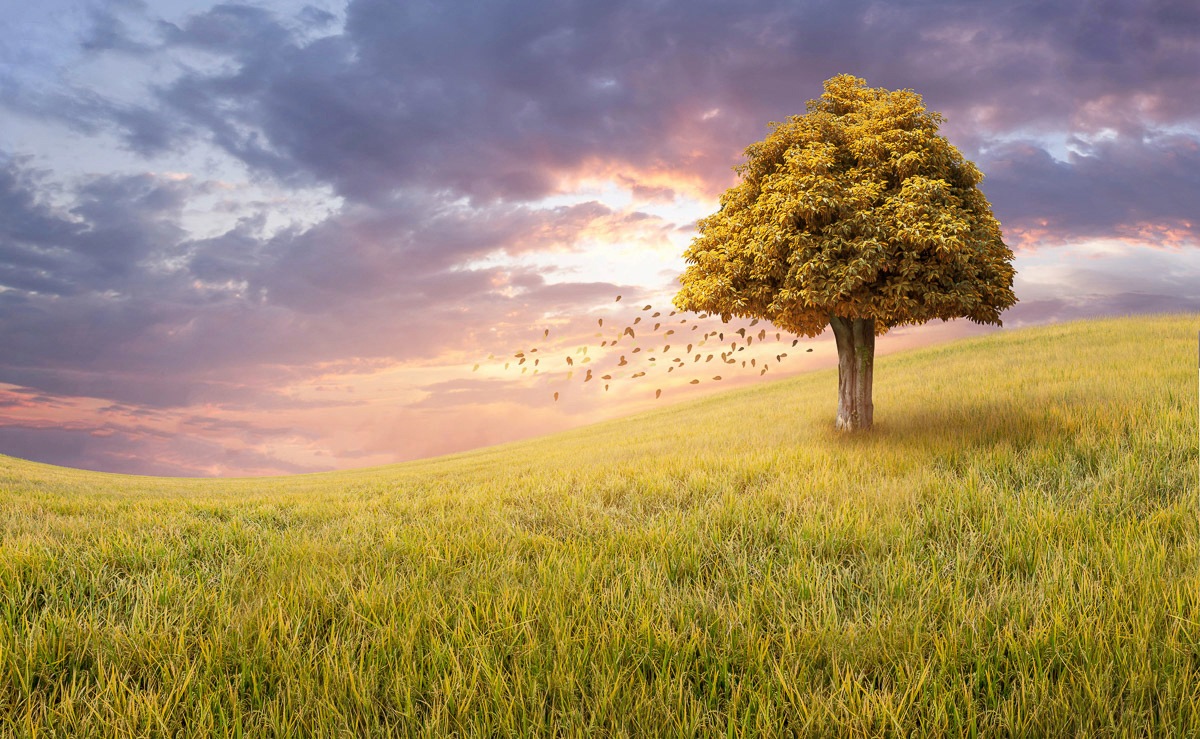 Papermoon Fototapete "Baum in Landschaft"
