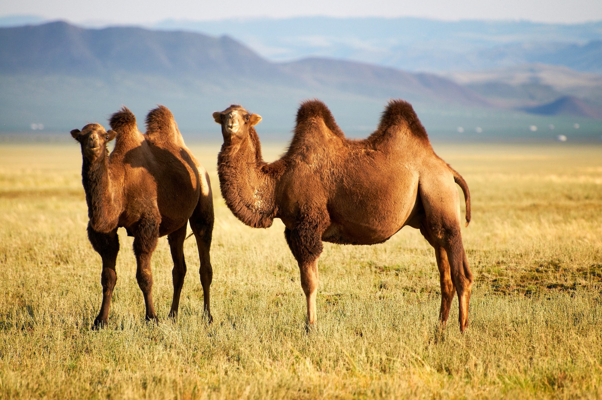 Fototapete »Mongolian Camels«