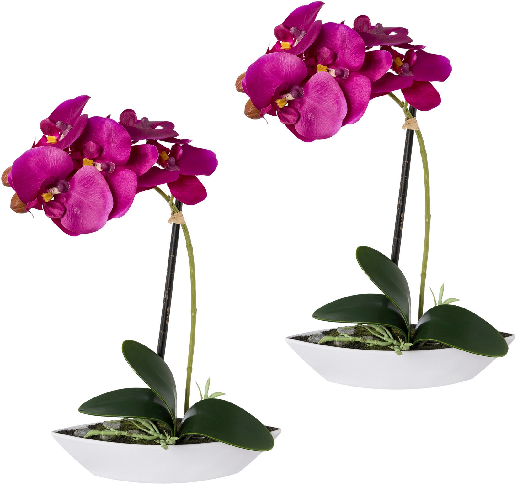 kaufen Zementtopf green Kunstorchidee Creativ Jelmoli-Versand | im »Phalaenopsis«, online
