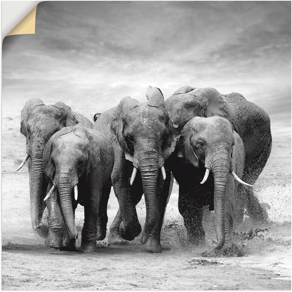 Artland Wandbild »Elefanten«, Wildtiere, (1 St.)