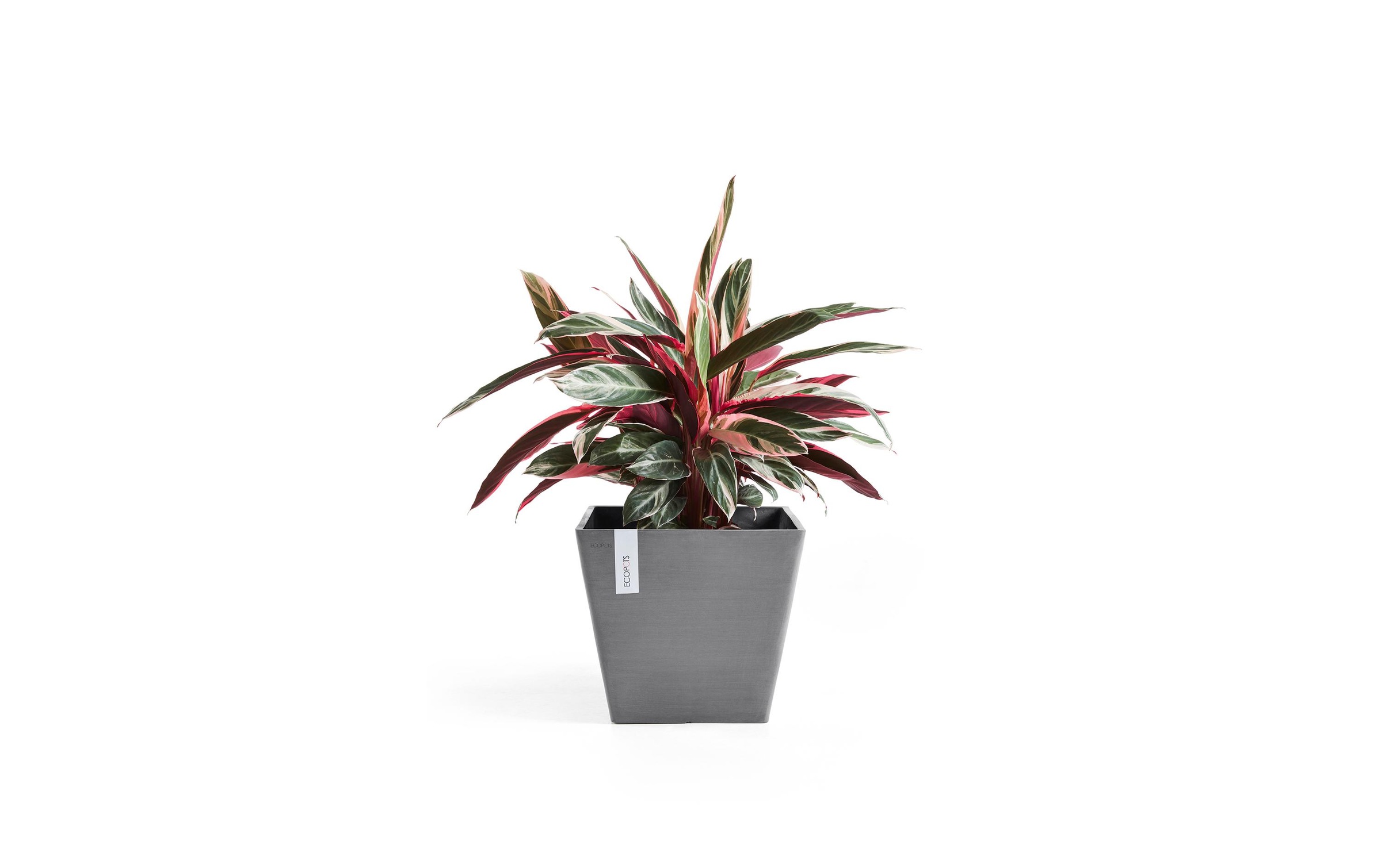 ECOPOTS Blumentopf »Rotterdam 50 G«