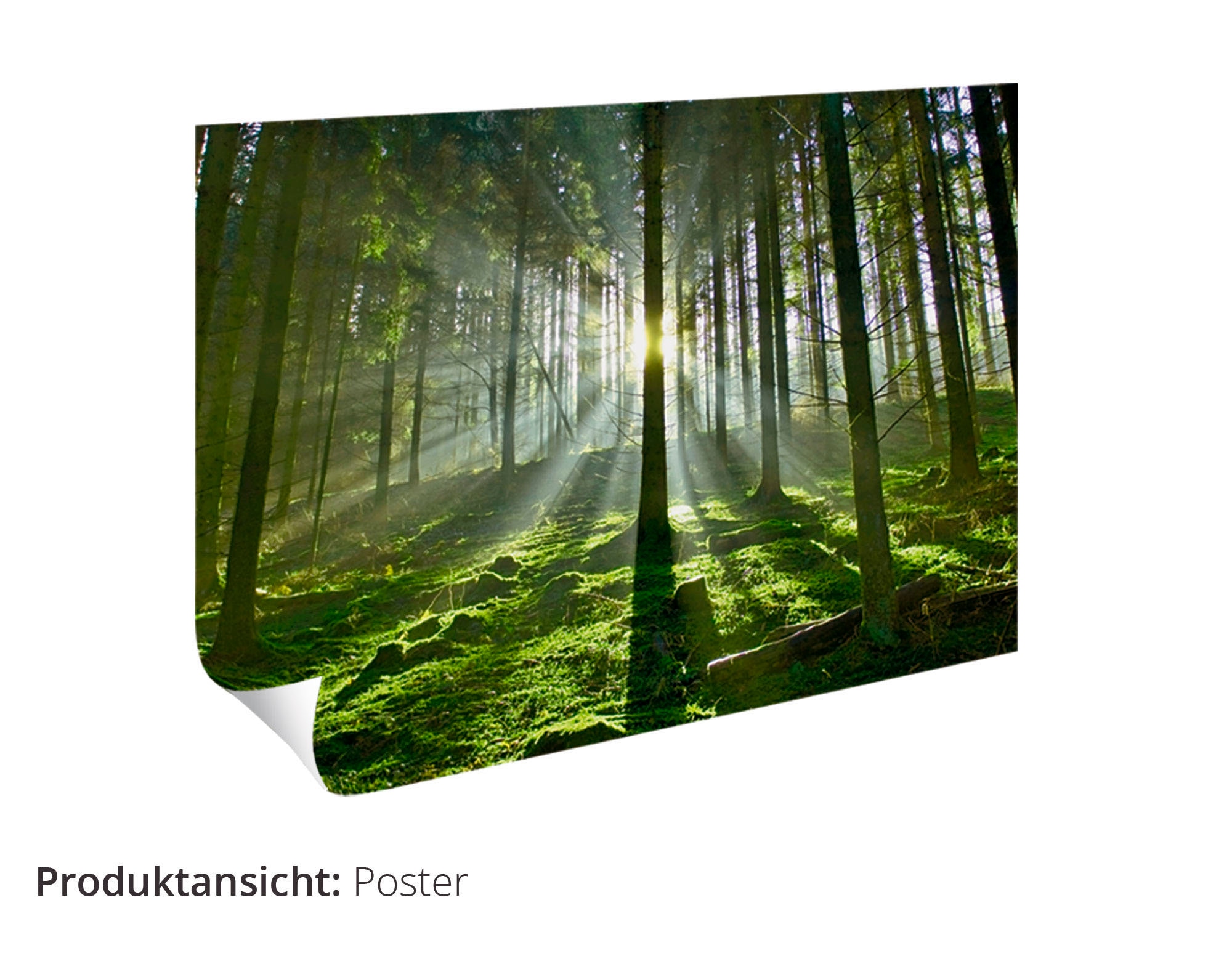 in Wiesen oder & St.), Poster online Bäume, Wandaufkleber Artland Wandbild Jelmoli-Versand shoppen | als Grössen »Allee«, Leinwandbild, (1 versch.