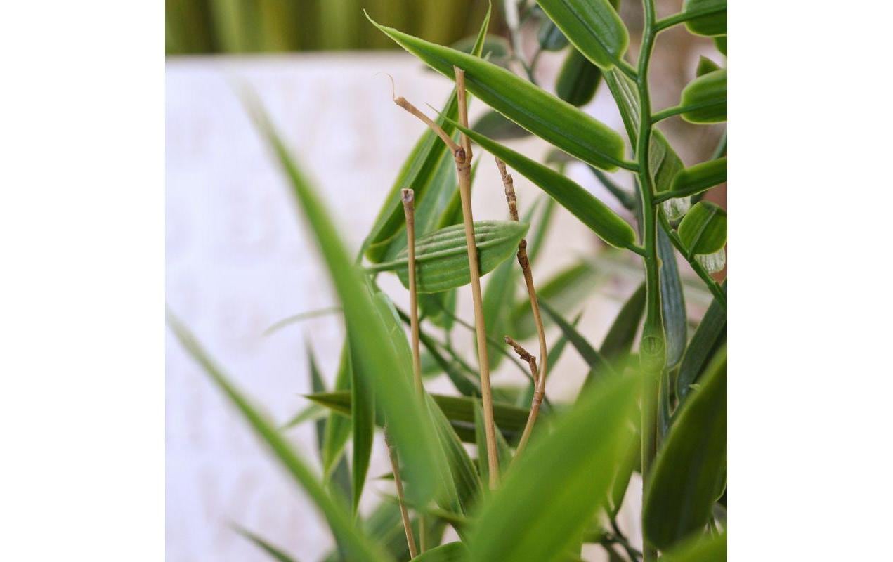 Botanic-Haus Kunstblume »Bambus Japanisch UV-Bestand.«