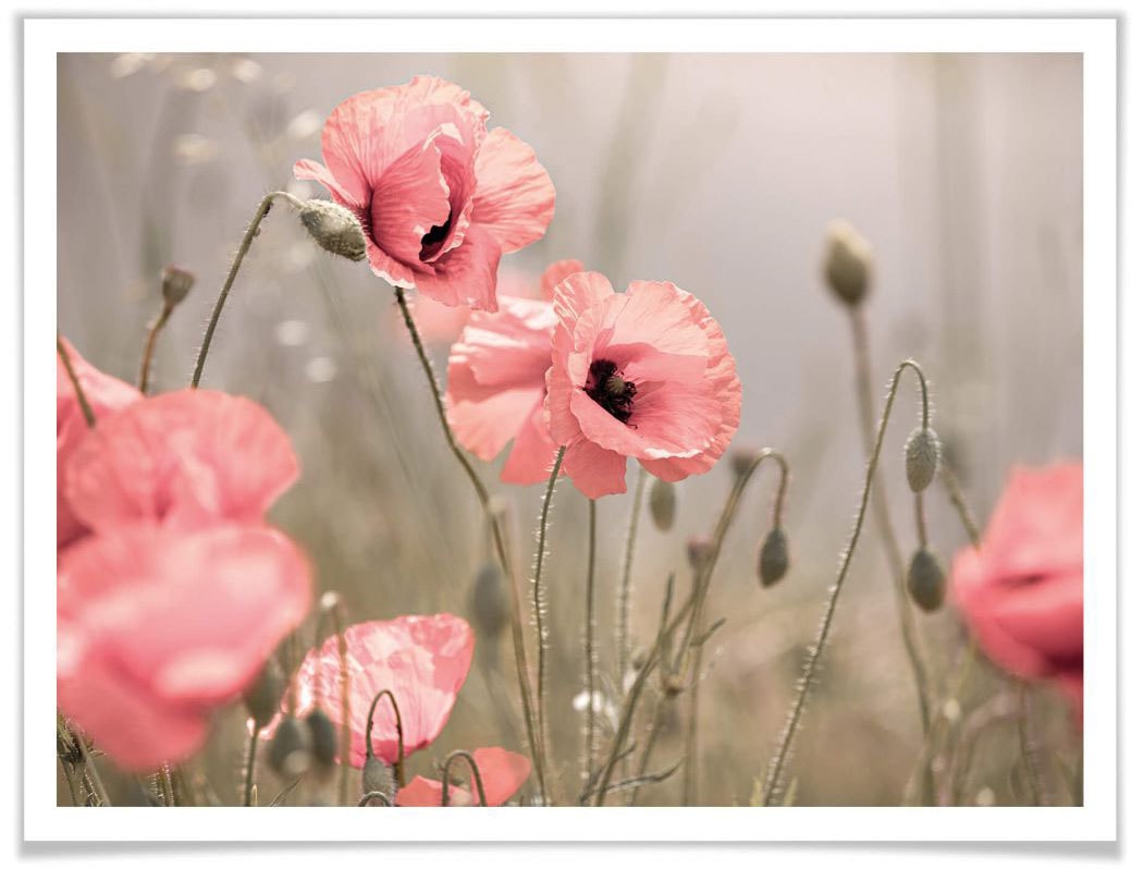 (1 online Poster Jelmoli-Versand »Romantische kaufen Mohnblume«, St.) Blumen, Wall-Art |