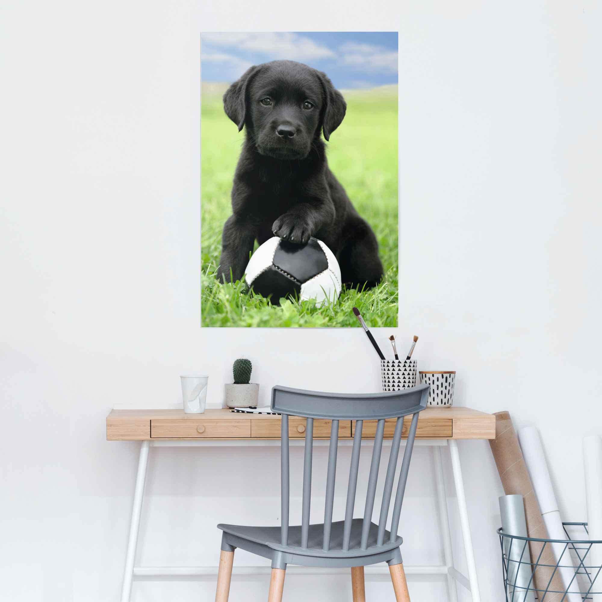 Reinders! Poster »Labrador Welpe Fussball«, (1 St.)