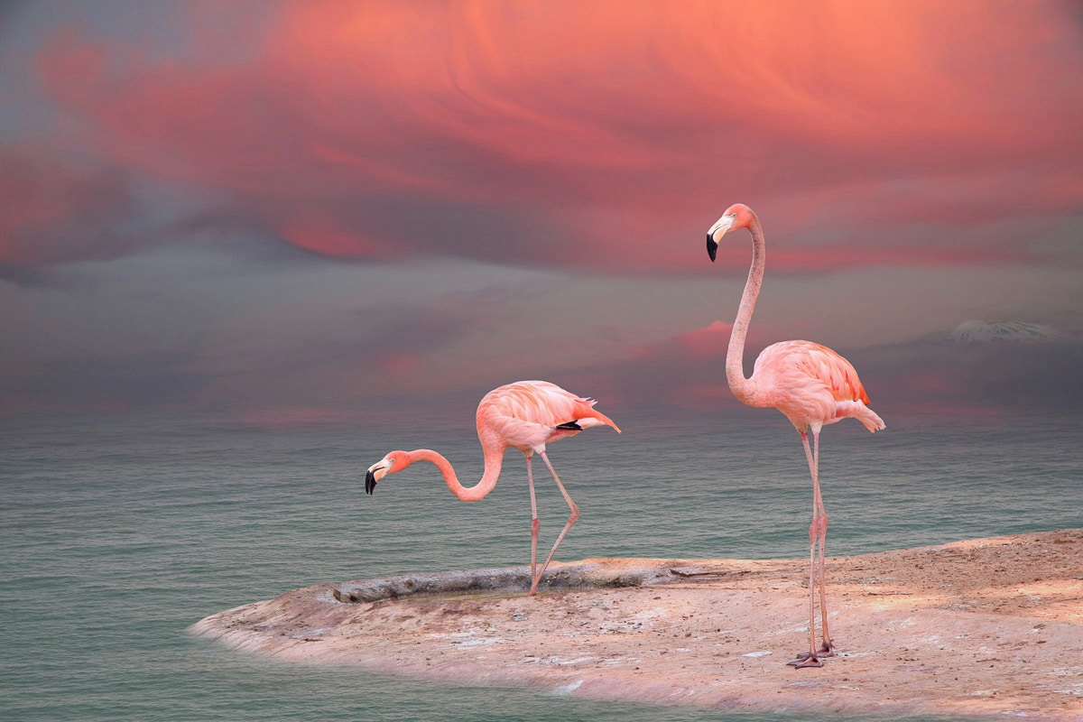 Papermoon Fototapete »Flamingo« kaufen
