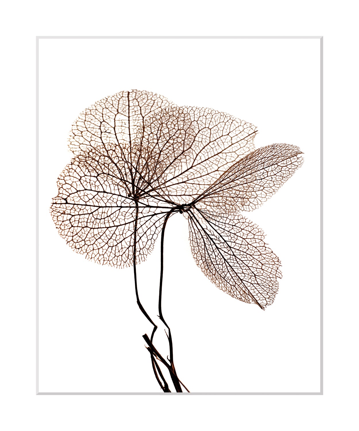 queence Bild "Annabell" Blumen  Pflanzen  Pflanzenbilder Blumen, gerahmt