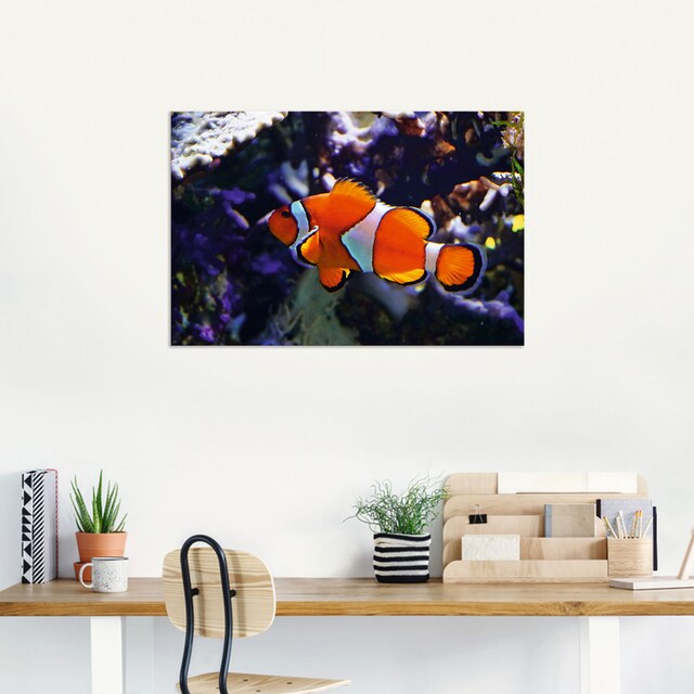 Artland Wandbild »Clownfisch«, Wassertiere, (1 St.), als Alubild,  Leinwandbild, Wandaufkleber oder Poster in versch. Grössen online kaufen |  Jelmoli-Versand