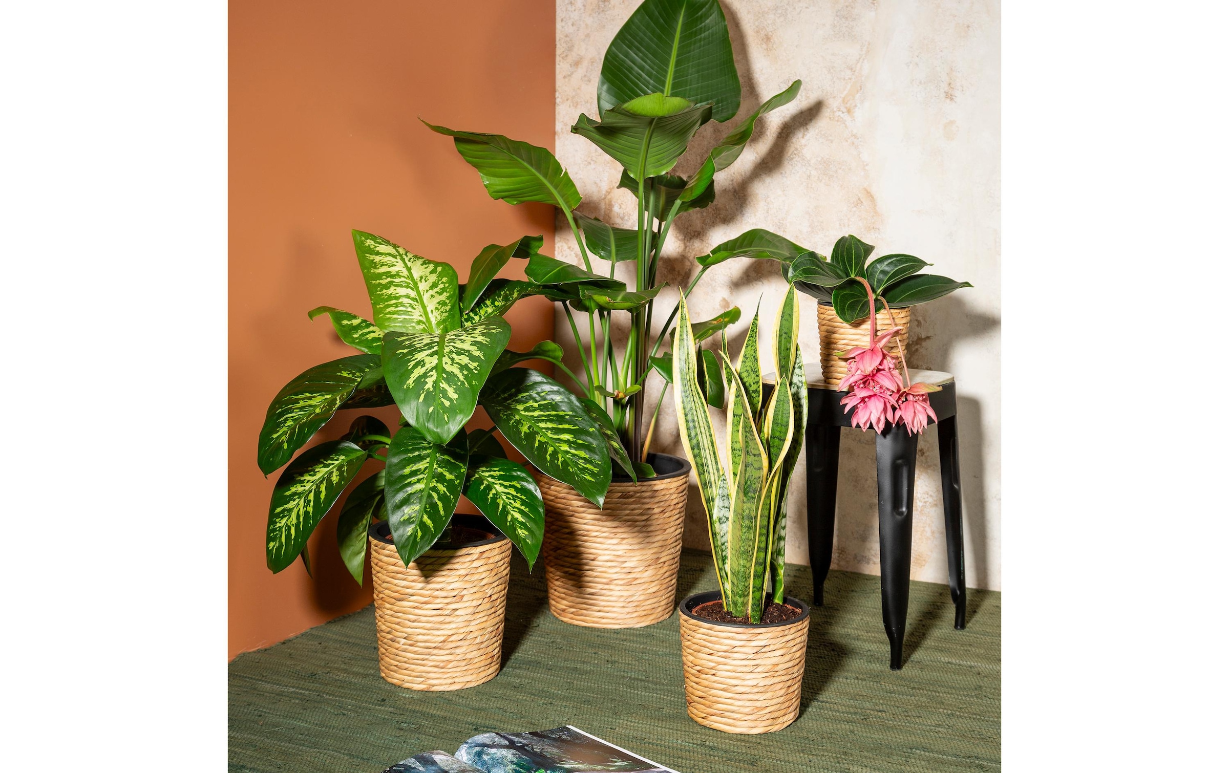 Scheurich Blumentopf »mit Plastikeinsatz 24 x 24 cm«