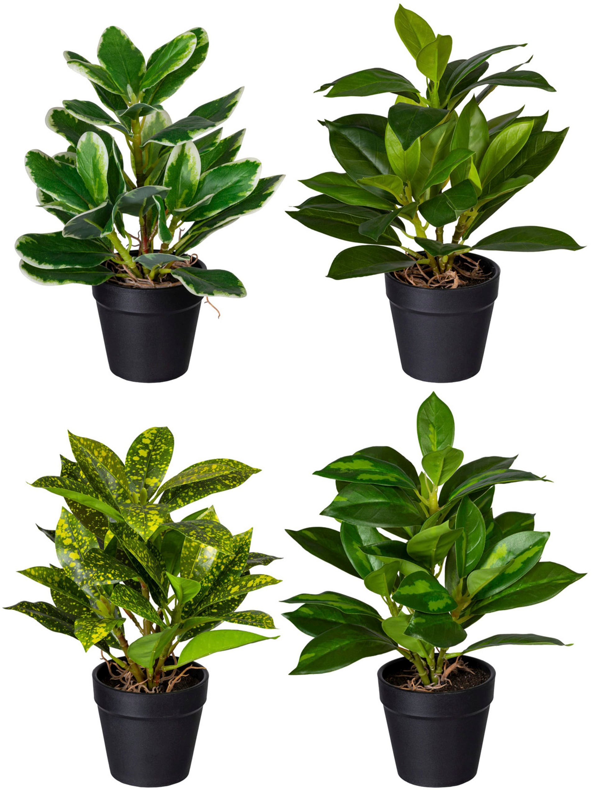 Creativ green Künstliche »Blattpflanze bestellen 2er | Jelmoli-Versand Zementtopf, Set online im Syngonium«, Zimmerpflanze