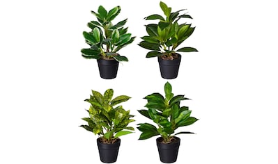 Creativ green Künstliche Zimmerpflanze »Blattpflanze Syngonium«, im  Zementtopf, 2er Set online bestellen | Jelmoli-Versand