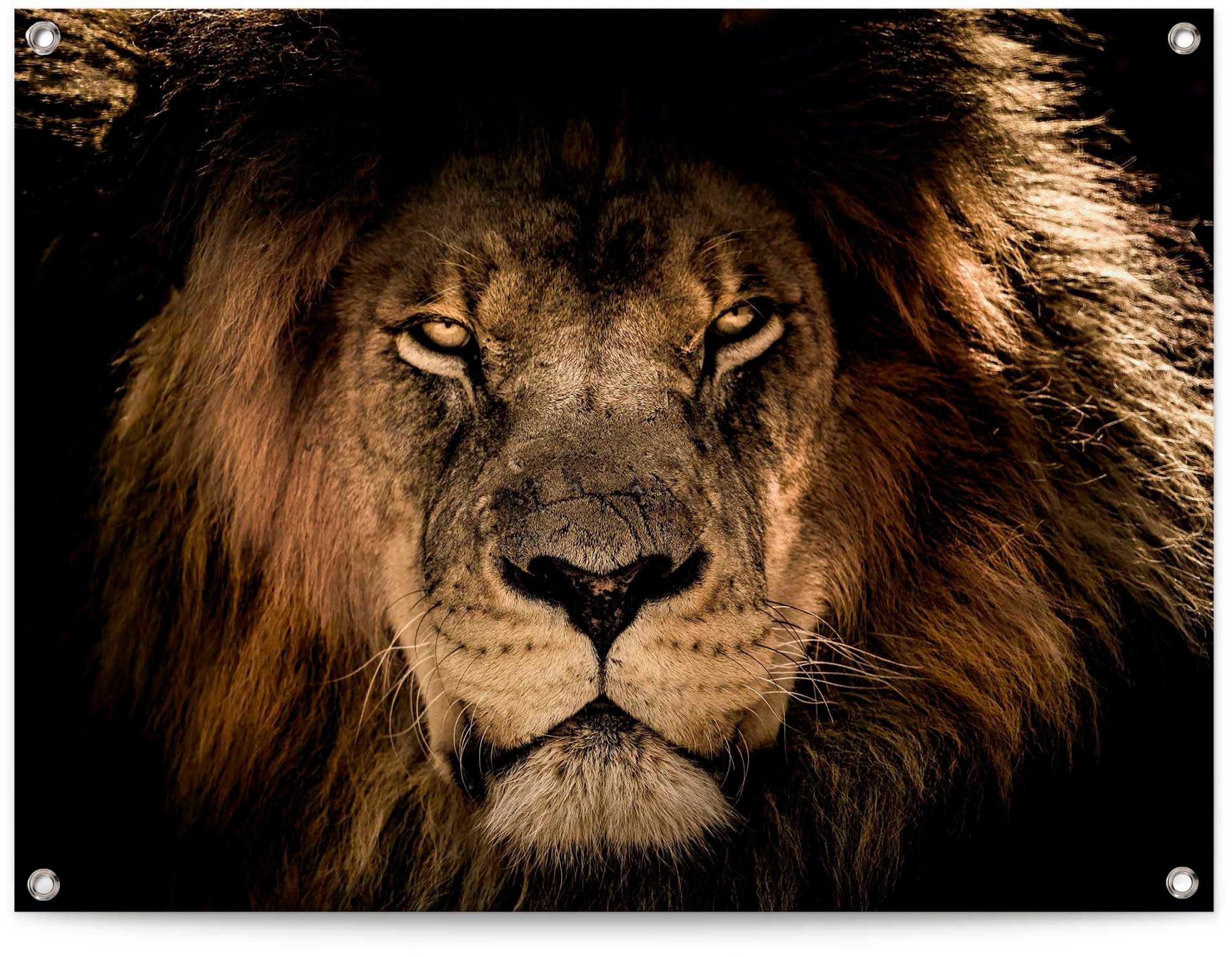 ❤ Reinders! Savanne Bild im König«, St.) Jelmoli-Online (1 Löwe Bild ordern auf der Löwen, Shop »Gerahmtes