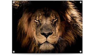 ❤ Reinders! Bild »Gerahmtes Bild Löwe auf der Savanne König«, Löwen, (1 St.)  ordern im Jelmoli-Online Shop