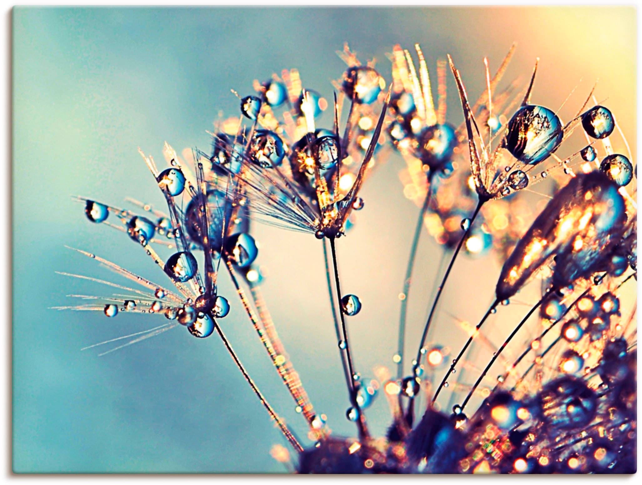 Artland Wandbild "Pusteblume Glitzertau" Blumen 1 Stk. tlg. als Leinwandbild, Poster in verschied. Grössen