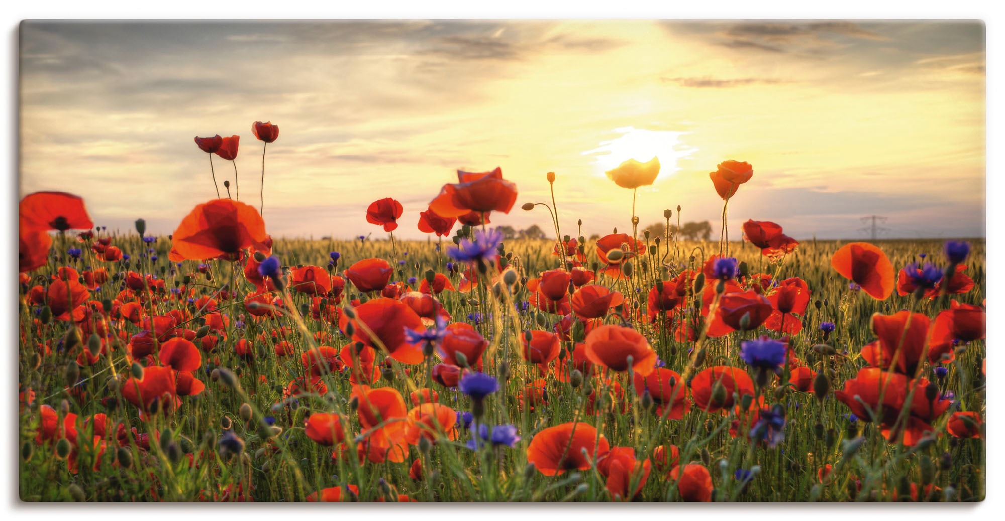 online | Wandbild Poster kaufen versch. »Mohnblumen«, oder Grössen in (1 Blumen, St.), Leinwandbild, als Wandaufkleber Jelmoli-Versand Alubild, Artland