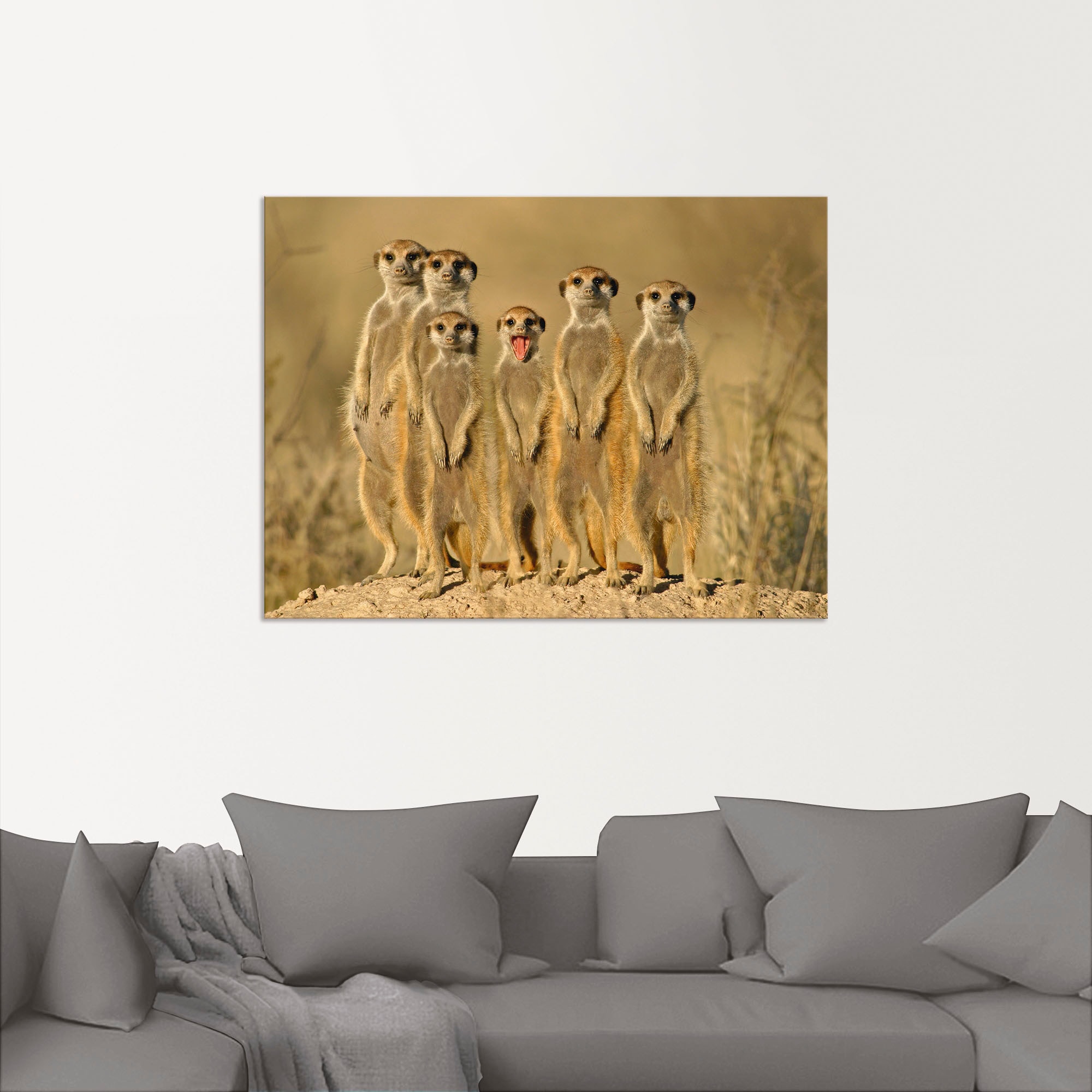 Artland Wandbild »Erdmännchen Familie«, shoppen Wandaufkleber Wildtiere, als Alubild, (1 oder St.), Grössen in Leinwandbild, Jelmoli-Versand versch. online | Poster