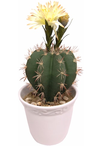 I.GE.A. Kunstpflanze »Kugelkaktus mit Blüte«, (1 St.) kaufen
