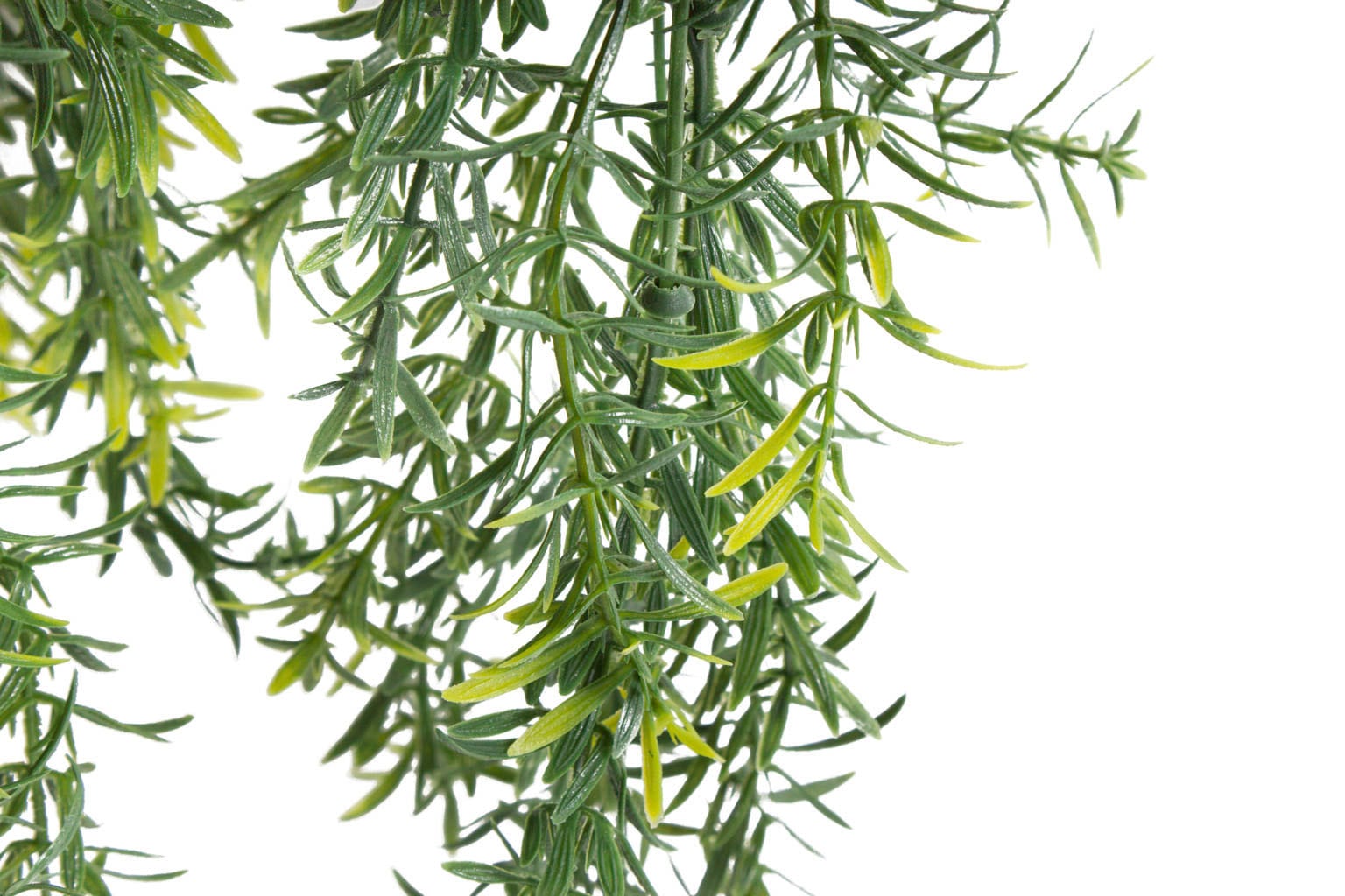 Botanic-Haus Künstliche Zimmerpflanze »Asparagus-Hängeampel«