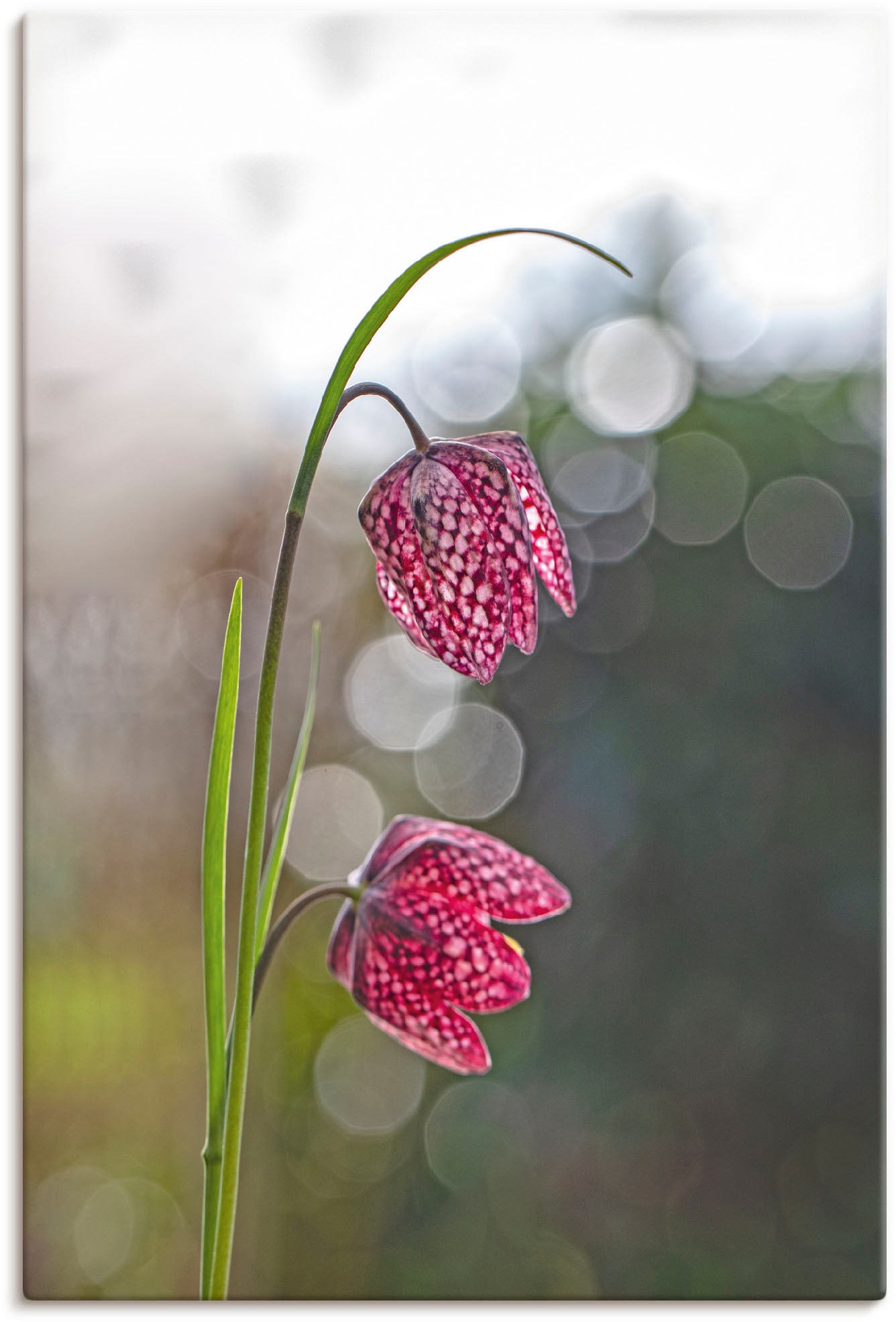 Artland Leinwandbild »Schachbrettblume«, Blumenbilder, (1 St.), auf Keilrahmen gespannt