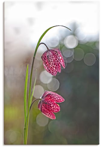 Leinwandbild »Schachbrettblume«, Blumenbilder, (1 St.)
