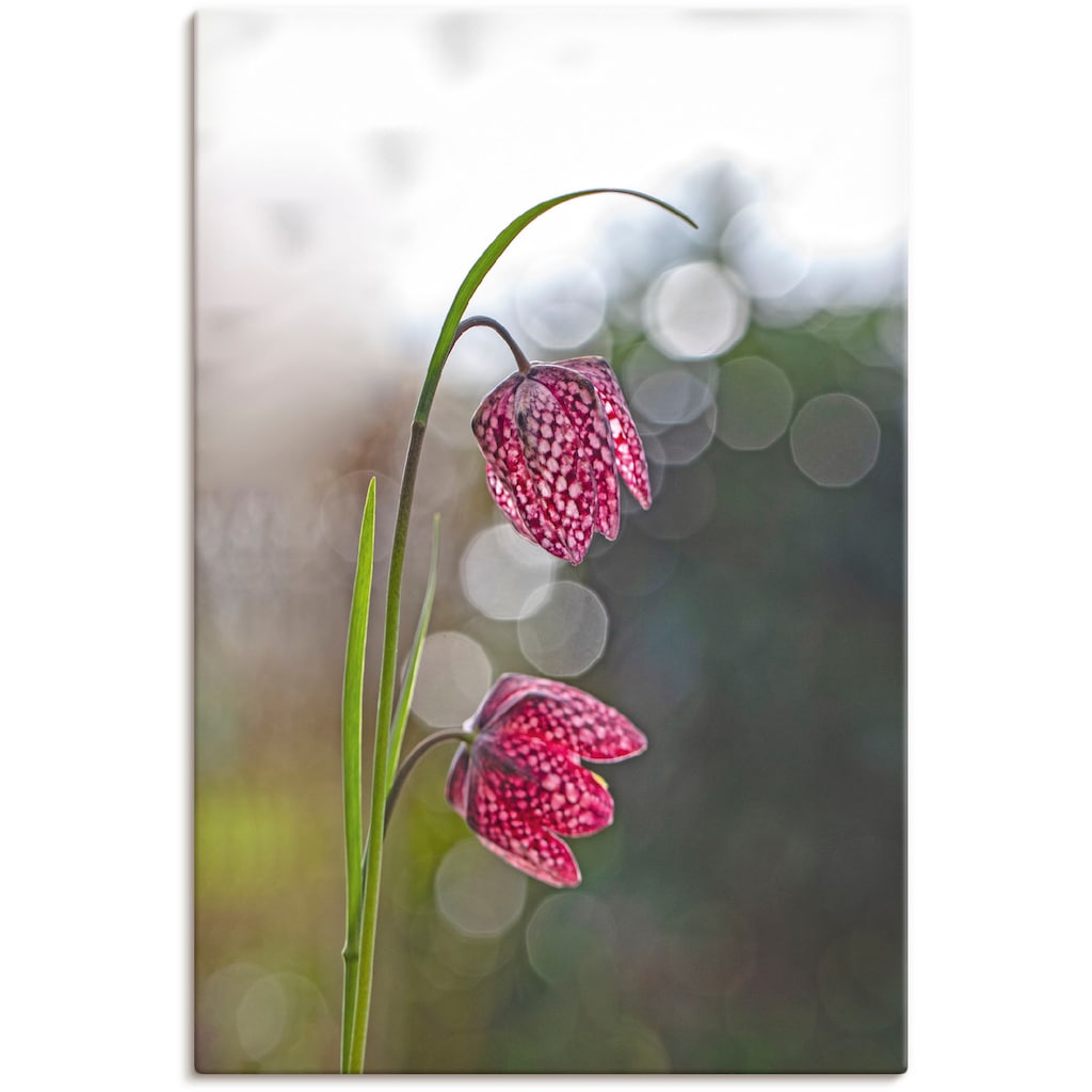 Artland Leinwandbild »Schachbrettblume«, Blumenbilder, (1 St.)
